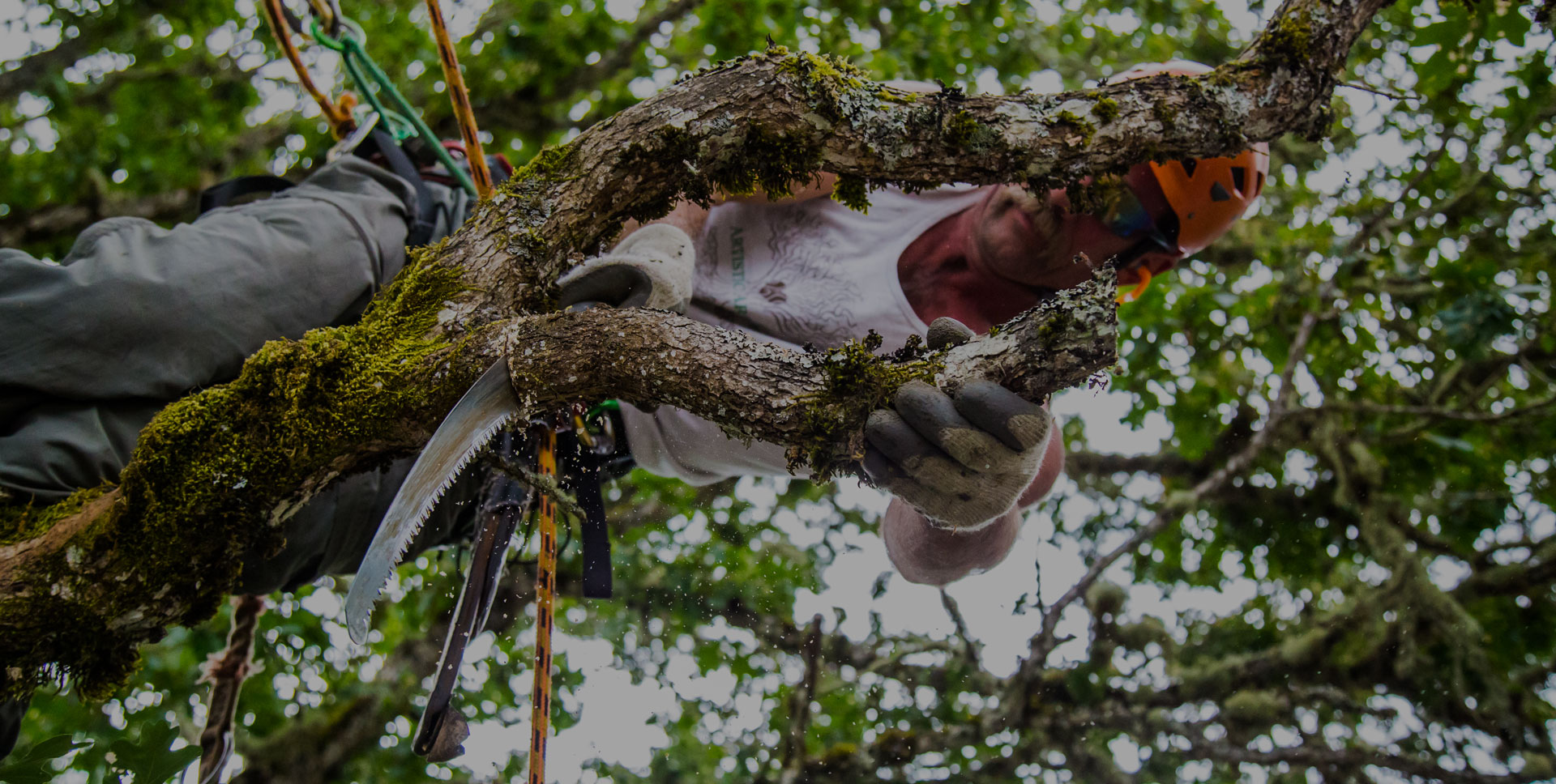 Artistic Arborists in Eugene Oregon