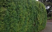 Arborvitae Trimming