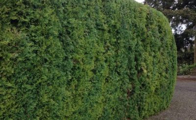 Arborvitae Trimming