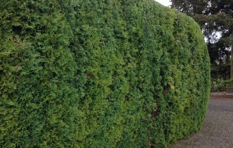 Arborvitae Trimming