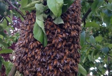 Honey Bee, Yellow Jacket, Wasp and Hornet Removal