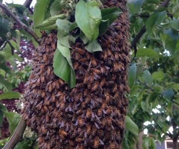Honey Bee, Yellow Jacket, Wasp and Hornet Removal