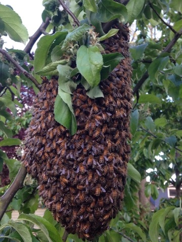 Honey Bee, Yellow Jacket, Wasp and Hornet Removal