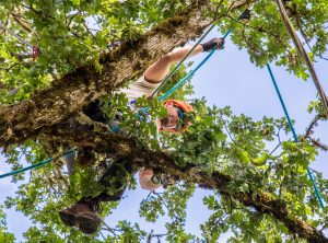 Tree Trimming Service