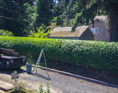 Shrub & Hedge Trimming