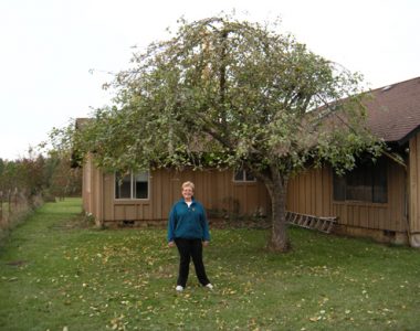 Fruit Tree Pruning