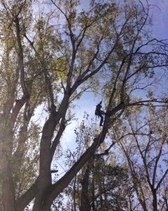 Tree Deadwooding