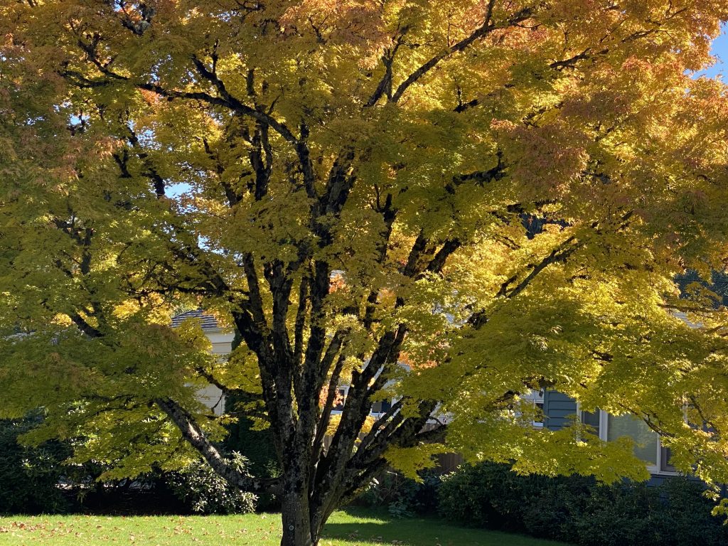 Large Japanese Maple which has been trimmed beautifully in fall with leaves turning from green to gold and red.