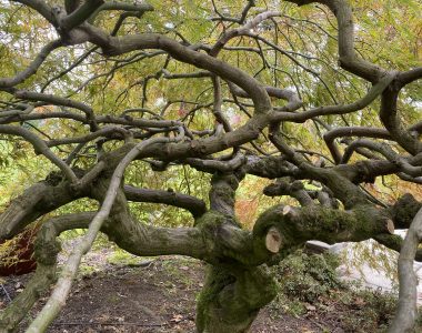 Japanese Maple and Japanese Laceleaf Maple Trimming