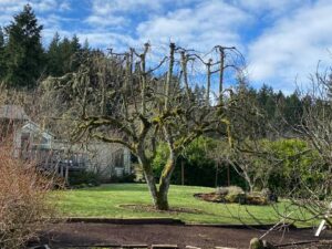 Now Hiring tree climbing Arborists! Artistic Arborist is a tree service in Eugene and Springfield Oregon looking for professional tree climbing Arborists.